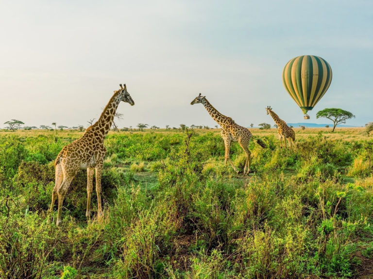 Hot Air Balloons and Giraffes