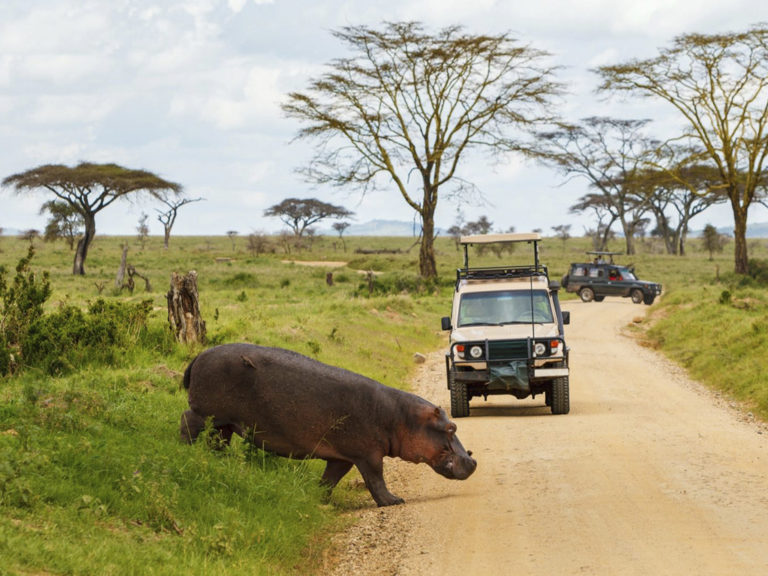 Safari cars on game drive with hippo crossing road
